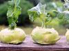 กะหล่ำปลี Kohlrabi - สูตรสลัด Kohlrabi กับแครอท