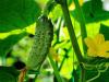 Crispy pickled cucumbers for the winter with sterilization