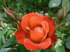 Climbing chocolate rose