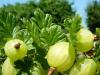 What to make from gooseberries for the winter?