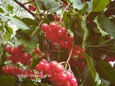 Useful properties of viburnum Kalina useful properties and harm