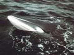 สกุล: Balaenoptera = วาฬมิงค์ที่แท้จริง Minke minke