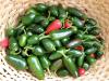 Recipes for pickling jalapeno peppers, cooking features and shelf life Jalapeño pepper preparations recipes for the winter