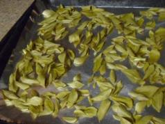 Drying fruits and leaves of blueberries