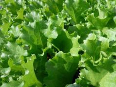 Kışın korunması için salataların hasat edilmesi