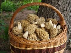 Secrets of cooking fried morels How to fry morels, do you need to boil them?