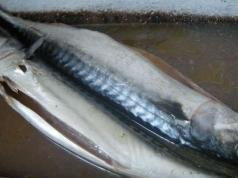 How to pickle fresh frozen mackerel