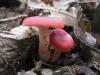 Façons de cuisiner la russula : soupes, salades, champignons frits et au four