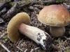 Edible mushrooms - photos and names for the mushroom picker