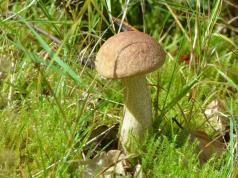 Fresh boletus for the winter in tomato sauce