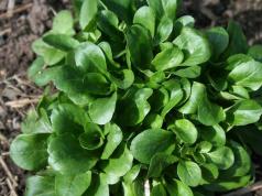 Corn salad: beneficial properties and possible harm Use in cooking