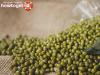 How to grow mung beans (mung beans) in the countryside Mung plant benefits