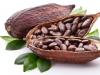 Gjalpë kakao: për çfarë përdoret, si të përdoret për qëllime kozmetike dhe mjekësore Gjalpë kakao, i ngurtë, si të përdoret