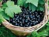 Recetat e rrushit të zi për dimër - të testuara, shumë të shijshme